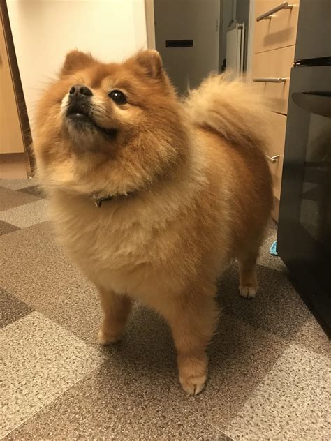 My Brother In Laws 10 Year Old Pomeranian Vet Said Hes The Biggest