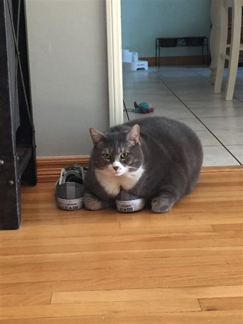 The 50 Absolute Fattest Cats I Could Find For You