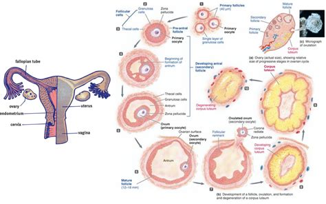 To Combine Ovarian Cycle And Female Reproductive Anatomy Diagram