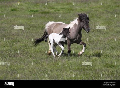 Iceland Horse Foal Stock Photo Alamy