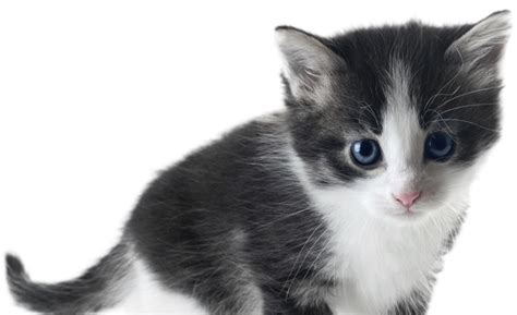 Download Clip Art Black And White Kitten Black And White Kitten Png