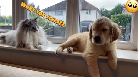 Introducing My Cat To A New Golden Retriever Puppy So Cute Youtube