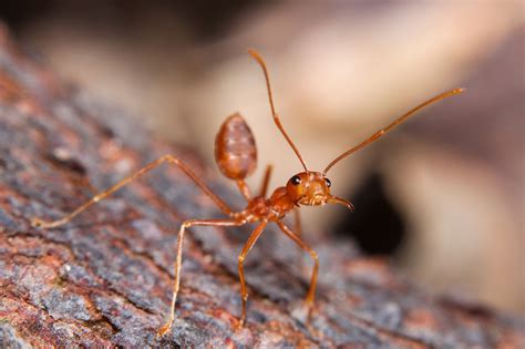 Fire Ants Facts And Control Terro®