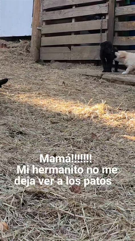 Mamá Mi Hermanito No Me Deja Ver A Los Patos By Granja Los