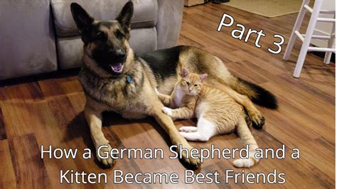 Many german shepherds share their homes with cats and are actually friendly with one another. How a German Shepherd and a Kitten Became Best Friends ...