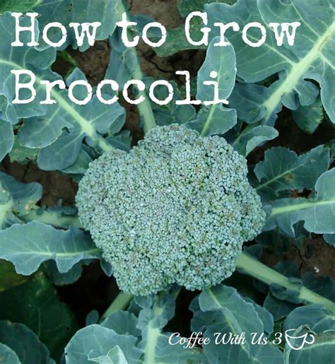 How To Grow Broccoli In 2020 Growing Broccoli Broccoli Broccoli Plant