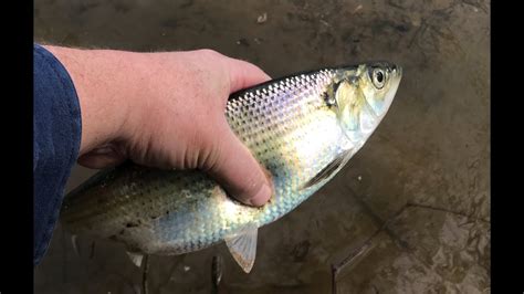 Shad Fishing The Rappahannock April 2020 Youtube