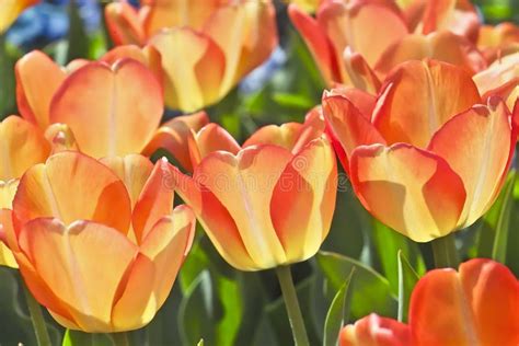 Tulip American Dream Tulipa Liliaceae In Spring Stock Image Image Of