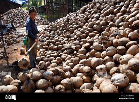 Coconut Plantation On Koh Samui Thailand Southeast Asia Asia Stock