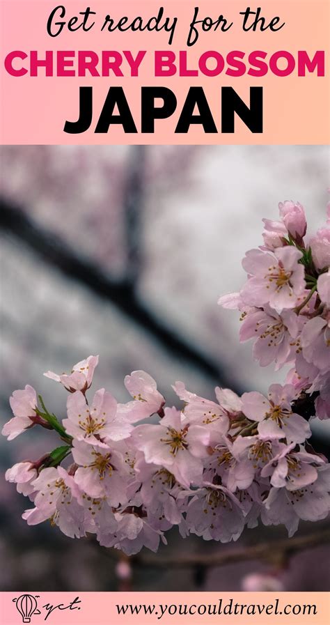 Japan 2020 Cherry Blossom Festival Updated Dates Cherry Blossom
