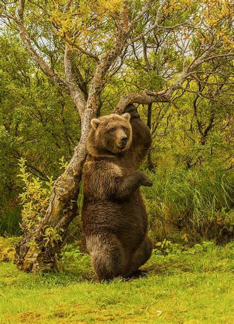 Kodiak Brown Bear Taken In Katmai National Park Animals Beautiful