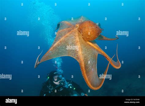 Giant Pacific Octopus Or North Pacific Giant Octopus Enteroctopus