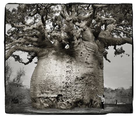 Photographer S Incredible Images Of Ancient Baobab Trees