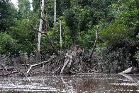 Logged Tree In A Peat Swamp