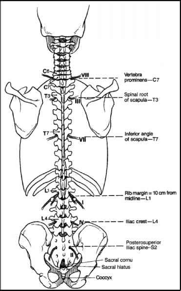 Thoracic Spine Levels Landmarks