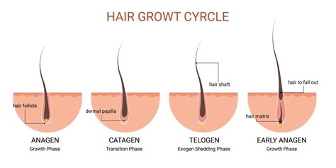 Hair Growth Cycle Medical Educational Poster 8149327 Vector Art At Vecteezy