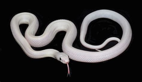 High White California King Snake The Largest Reptile