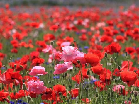 Spring field poppies wallpapers and images - wallpapers, pictures, photos