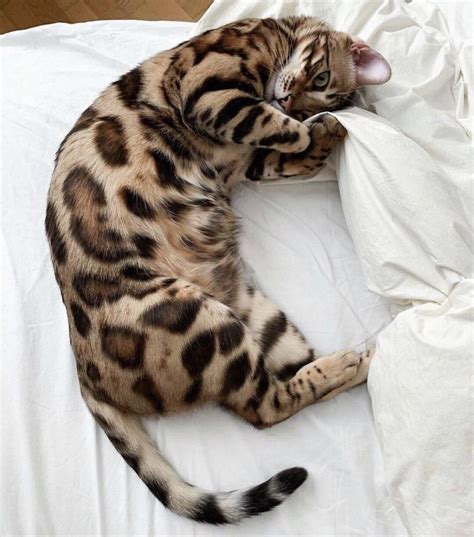 Spotted Cat Kind Of Like A Leopard Adorable Kitten Cats Bengal Cat