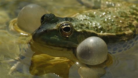 French Bothered By The Sounds Of Mating Frogs