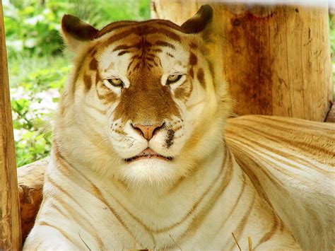 Petition Release The Only Golden Tabby Tigers From Zoos Circus To
