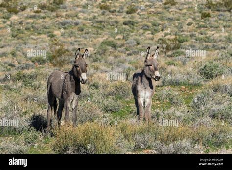 Donkey Equus Asinus Pair Death Valley National Park California