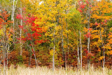 Colorful Trees In The Forest Photograph By Panoramic Images Fine Art