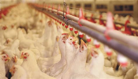 Poultry Management And Biosecurity Measures Benison Media