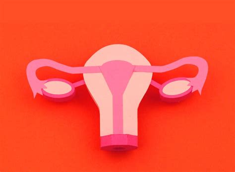 get to know your cervix menstrual and divacup facts