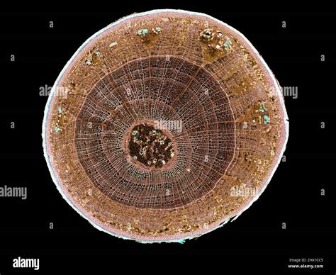 Cross Section Cut Slice Of Plant Stem Under The Microscope