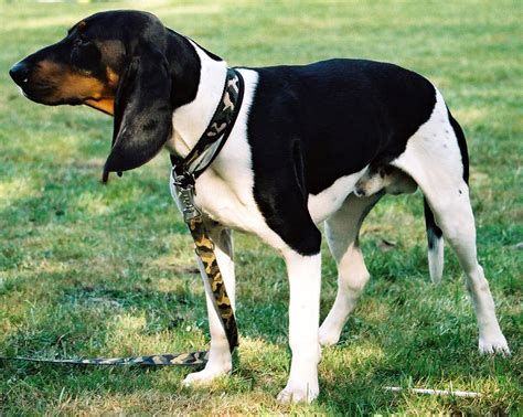 About 5 to 7 puppies. Schweizer Laufhund Breed Guide - Learn about the Schweizer ...