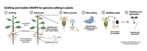 Grafting And Mobile Crispr Overcomes Limitations Of Genome Editing In Plants Crop Biotech