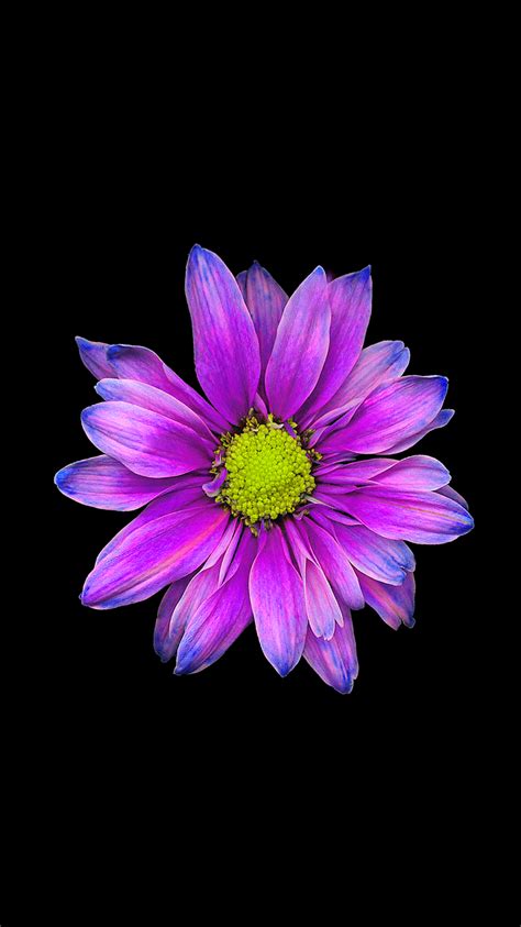 Be Linspired Free Iphone 6 Wallpaper Backgrounds Flower Iphone Wallpaper Purple Flowers