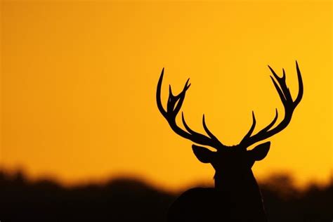 Deer Hunting Backgrounds ·① Wallpapertag