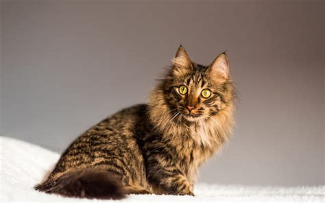 1920x1080px 1080p Free Download Maine Coon Fluffy Gray Cat Cute