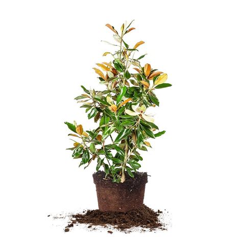 Take a look at our selection of magnolias available magnolia trees. Shop Brackens Brown Beauty Magnolia Tree | Magnolia trees ...
