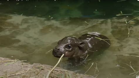 Nace Hipopótamo Pigmeo En El Zoológico De San Diego