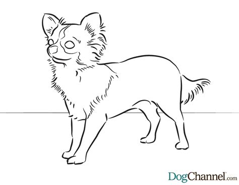 Chihuahua Coloring Page Coloring Home