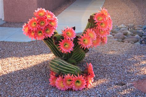 Flowers that have been transplanted to the state are about the same as they are elsewhere. File:Cactus flowering, Sun City West, Arizona.jpg ...