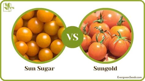 Sun Sugar Tomato Vs Sungold Choose The Best One For You Evergreen Seeds