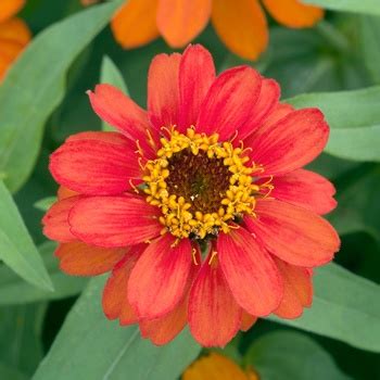 The flowers are excellent for cutting. Zinnia Profusion 'Double Fire' Zinnia from Garden Center ...