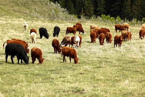 grazing management the essence of ranching canadian cattlemen