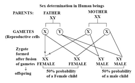 Explain Sex Determination In Humans With Line Diag Class 12 Biology Cbse