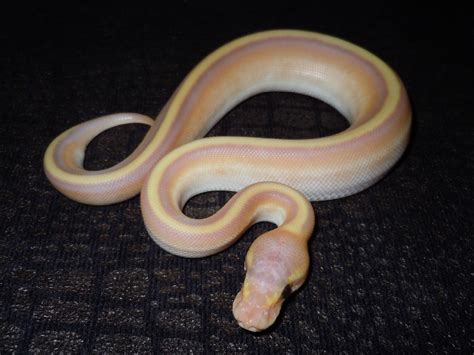 Coral Glow Genetic Stripe Mojave Morph List World Of Ball Pythons