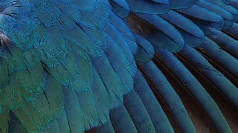 Download, share or upload your own one! Feathers Wallpaper 30 - 2048x1152