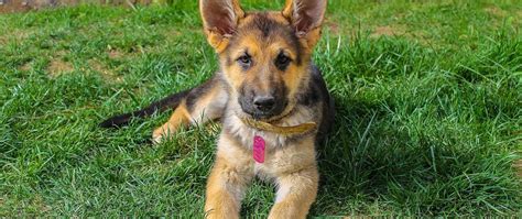 Dann finden sie hier einige wichtige informationen zum thema hundesteuer in süßen. schaferhund-welpen-suess | Schäferhund welpen, Welpen, Hunde