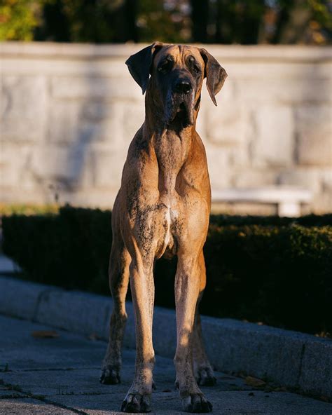 15 Amazing Facts About Great Danes You Might Not Know Page 4 Of 5