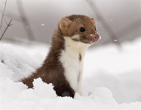 Synapsida Weasels Up Trees Pine And Beech Martens