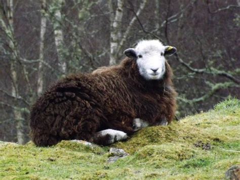 Brown Sheep With A White Head Picture Of Rare Breeds And Childrens