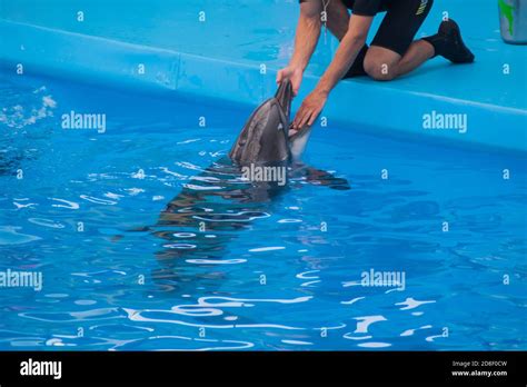 Veterinarian Examines A Trained Dolphin A Young White Male Vet Put His